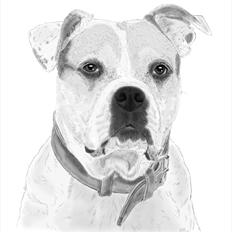 Amerikansk bulldog Lundahl's Bailey R.I.P. 18. december 2012