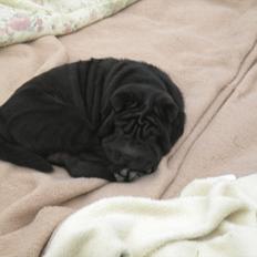 Shar pei Mulle