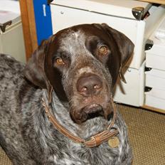 Blanding af racer Holger