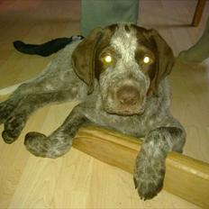 Blanding af racer Holger