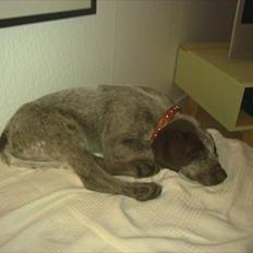 Blanding af racer Holger