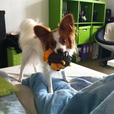 Papillon Avalee aka Ene Herskeren