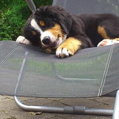 Berner sennenhund Carlos