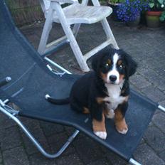 Berner sennenhund Carlos