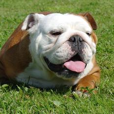 Engelsk bulldog Tala