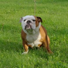 Engelsk bulldog Tala