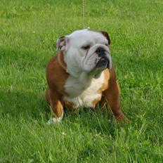 Engelsk bulldog Tala