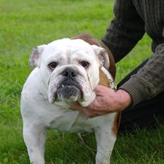 Engelsk bulldog I Love you Bull of Streammal.