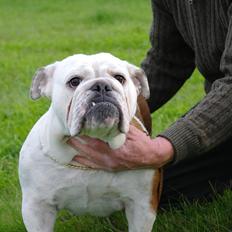 Engelsk bulldog I Love you Bull of Streammal.