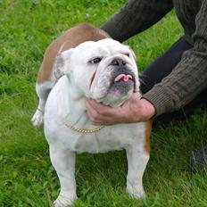 Engelsk bulldog I Love you Bull of Streammal.
