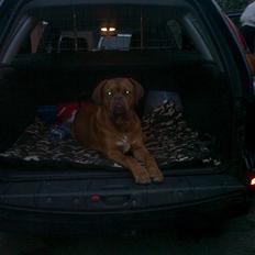 Dogue de bordeaux King ( R.I.P.)