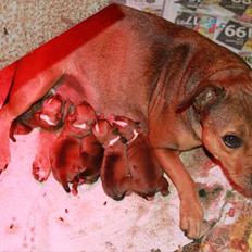 Staffordshire bull terrier Tovdals Tell Me More Milo