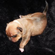 Staffordshire bull terrier Tovdals Tell Me More Milo