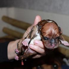 Staffordshire bull terrier Tovdals Tell Me More Milo