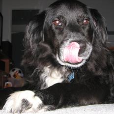 Blanding af racer Sally