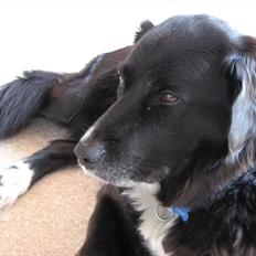 Blanding af racer Sally