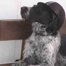 Ruhåret hønsehund / Labrador - Bobby