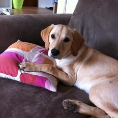 Labrador retriever Zuma