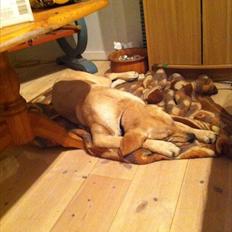 Labrador retriever Zuma