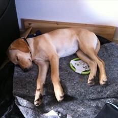 Labrador retriever Zuma