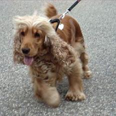 Cocker spaniel donna