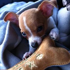 Chihuahua HUGO<3 <3