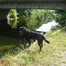 Labrador retriever Ballou