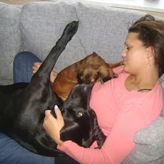 Dværggravhund Boris