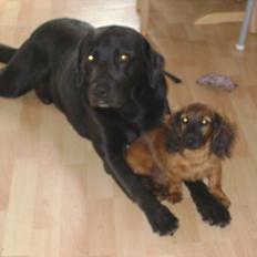 Dværggravhund Boris