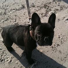 Fransk bulldog Cookie