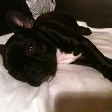 Fransk bulldog Cookie