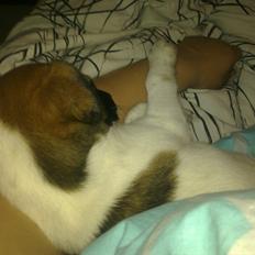 Dansk svensk gaardhund Rico