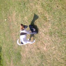 Dansk svensk gaardhund Rico