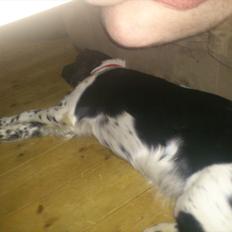 Blanding af racer Mille