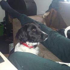 Blanding af racer Mille