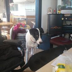 Blanding af racer bertha