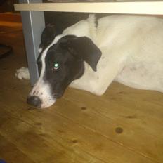 Blanding af racer bertha