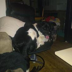 Blanding af racer milla