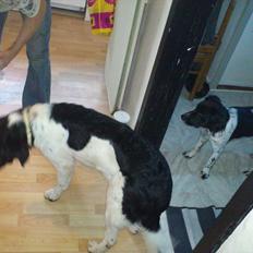 Blanding af racer milla