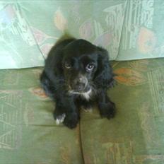 Blanding af racer elvis