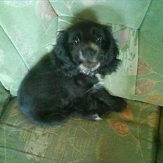 Blanding af racer elvis