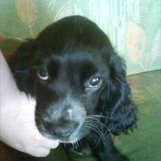 Blanding af racer elvis