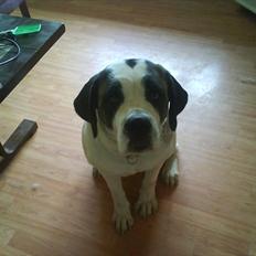 Sankt bernhardshund dolly