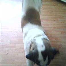 Sankt bernhardshund dolly