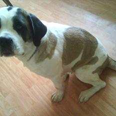 Sankt bernhardshund dolly