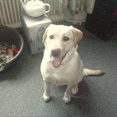 Labrador retriever bella