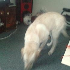 Labrador retriever bella