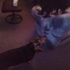 Blanding af racer basse