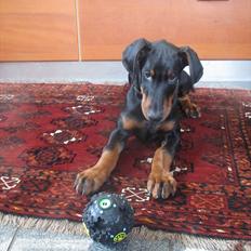 Dobermann Lule