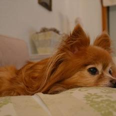 Blanding af racer Bella